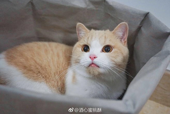 酒心蜜桃酥的微博_微博