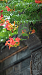 凌霄花-