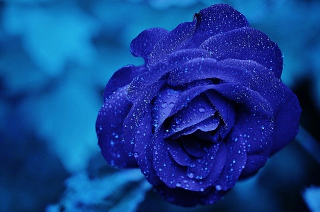 蓝色玫瑰花图片