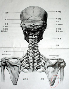 肩胛骨手绘图片图片