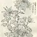 菊谱---白描菊花(70p)陆续发,朋友们共赏 - 【工笔画素材】 - 【中国工笔画论坛】 _工笔画_工笔画视频_工笔花鸟_工笔山水_工笔人物_32