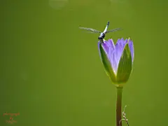小荷才露尖尖角,早有蜻蜓立上头.
