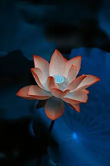 粉色荷花池图片手机壁纸下载