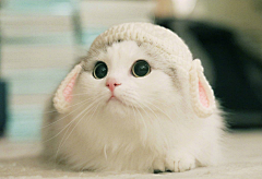愿君采集到猫