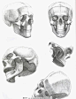 头骨结构的 搜索结果_360图片