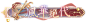 风华绝代