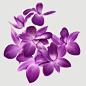 紫色花;插画;花
