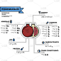 石榴-营养信息。健康的饮食习惯。