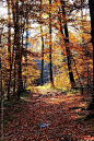 Autumn forest by Pixel Stories for Stocksy United