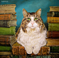 Svetlana 手绘CG作品欣赏 马 猫 手绘 宠物插画 喵星人 卡通 传统绘画 