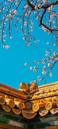 故宫里的春色
“一段好春藏不住，粉墙斜露杏花梢。”当数百年的皇城，遇见明媚的春色，白里透红的杏花，占尽一城暖意，美在眉眼之间，亦可醉入心头。——故宫#北京