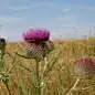 牛蒡芲
