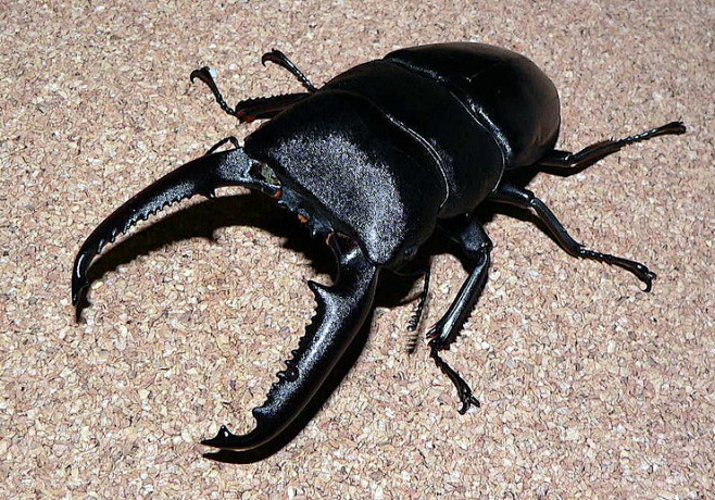 苏门答腊巨扁锹甲