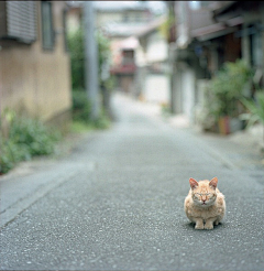 缇阿茉采集到花儿