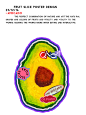 sticker ILLUSTRATION  design branding  poster Fruit Food  Graphic Designer visual identity oil pastel