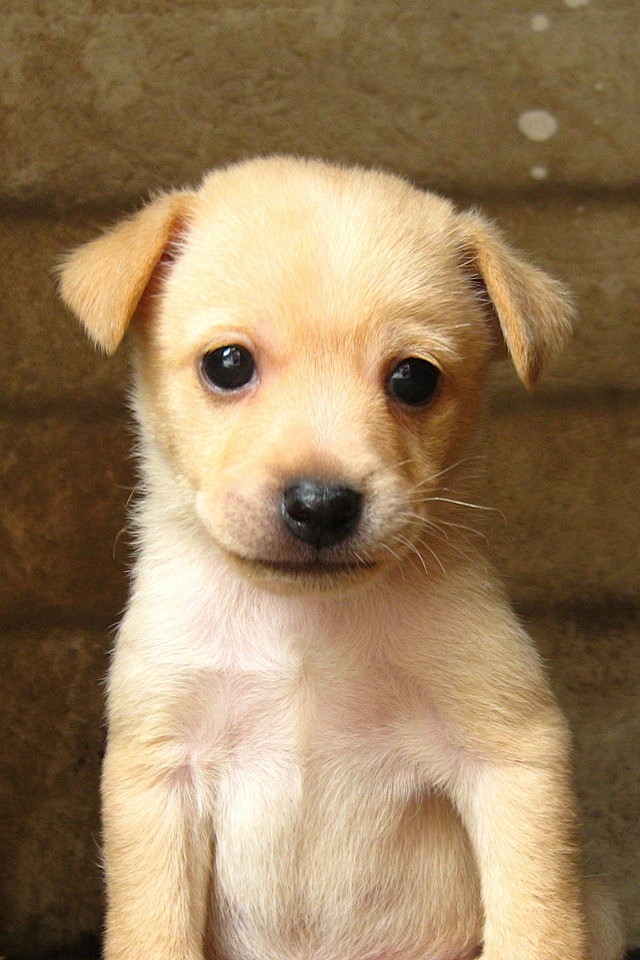 下雨的兔子从阴天的海转采于2016-11-17 15:39:05狗狗猫下雨的兔子该