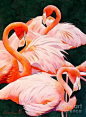 Flamingos Painting by Robert Hooper - Flamingos Fine Art Prints and Posters for Sale: 