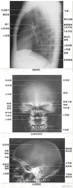 Yeagle采集到医学