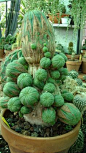 cactus: 