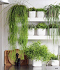 创意家居之厨房里的绿色植物空间设计