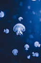 Free Jellyfish Sea photo and picture