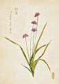 中草药绘本-山韭