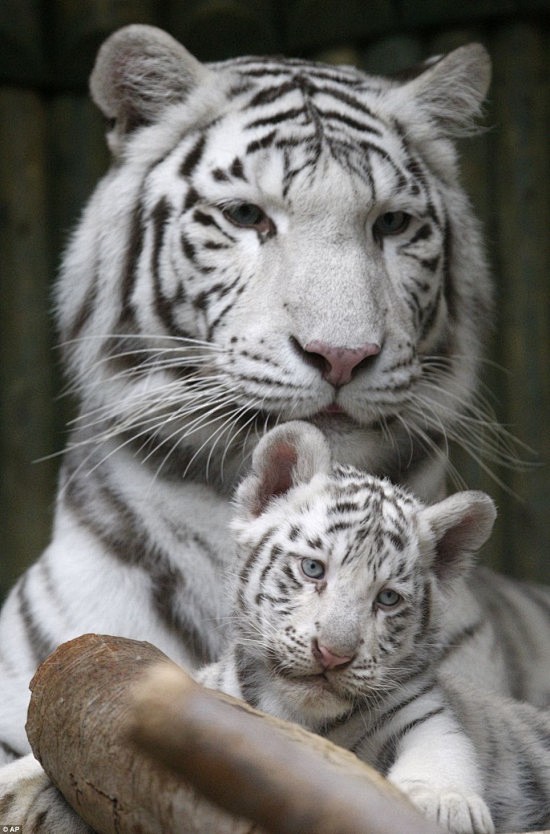 喵星人的姐姐，白虎三胞胎在捷克动物园出生