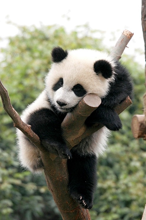 Baby Panda on treeby...