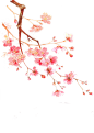 花朵素材 【加入会员下载高清大图+源文件】

