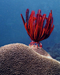Red feather star called Crinoid...its b'ful!!!