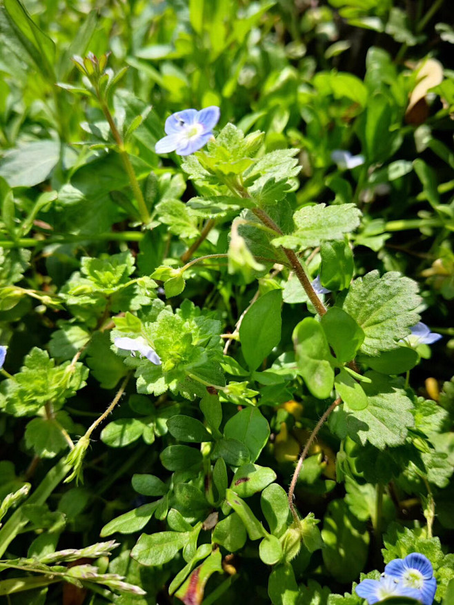 花