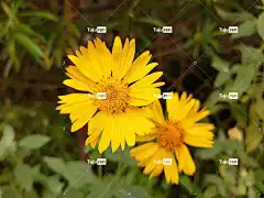 花 装饰 花壁纸 黄色 丰富多彩的 植物 笔记本电脑壁纸 叶子