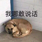 我哪敢说话啊（狗子） - 近期斗图表情包精选-2018/11/9_斗图表情-发表情