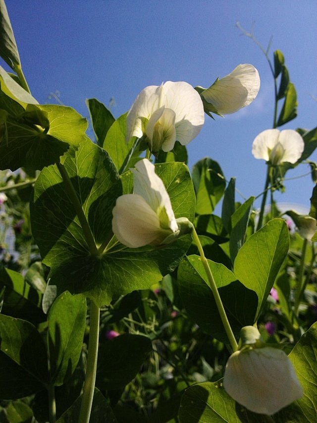 PoPo霄蕭蘇