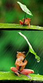 印尼东爪哇省任抹县的一名摄影师，在邻居家后花园拍到一只避雨的“呱星人”，小树蛙在“雨伞”的庇护下岿然不动呈“傲娇状”，一直持续了30分钟。在没有你的雨里，我等待雨停....呱呱~ ！        