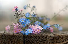 藍心采集到花語。拈花惹草。