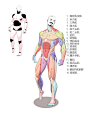 男性 正面 背面 侧面 肌肉结构分布和名称