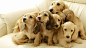 盘点国内最受欢迎的十大犬种，第一名你能猜到吗？的头图