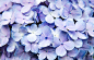 Blue hydrangea flowers by David Tran on 500px