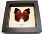 Species: Salamis Cacta
Common Name: Lilac Mother-of-Pearl or Lilac Beauty
Native Origin: Africa
Frame Size: 5″ square
This beautiful African Hatchet wing butterfly has a unique shape
and colors.It is primarily orange with a hint of a iridescent purple 
li