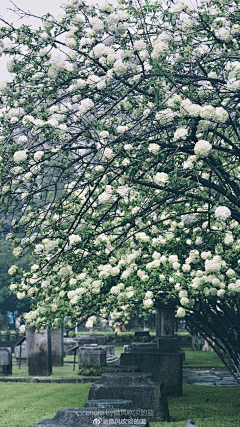 Ashpale采集到花花