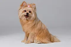 点击来源直接获取大图文件 |可爱的纯种金毛约克夏梗小狗的肖像。灰色背景上微笑的小斯皮茨犬。有文本的自由空间。