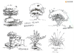 吾不知采集到手绘-植物及单体练习
