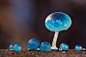 Blue Mycena Mushroom ​​​​蓝色小精灵 ​​​​