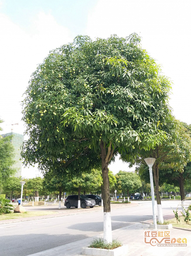扁桃树