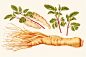 人参中医药方插画
