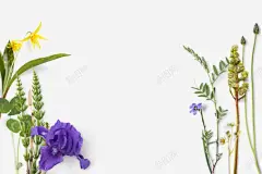紫色鸢尾花高清素材 手绘 植物 紫色 鲜花 鸢尾 免抠png 设计图片 免费下载