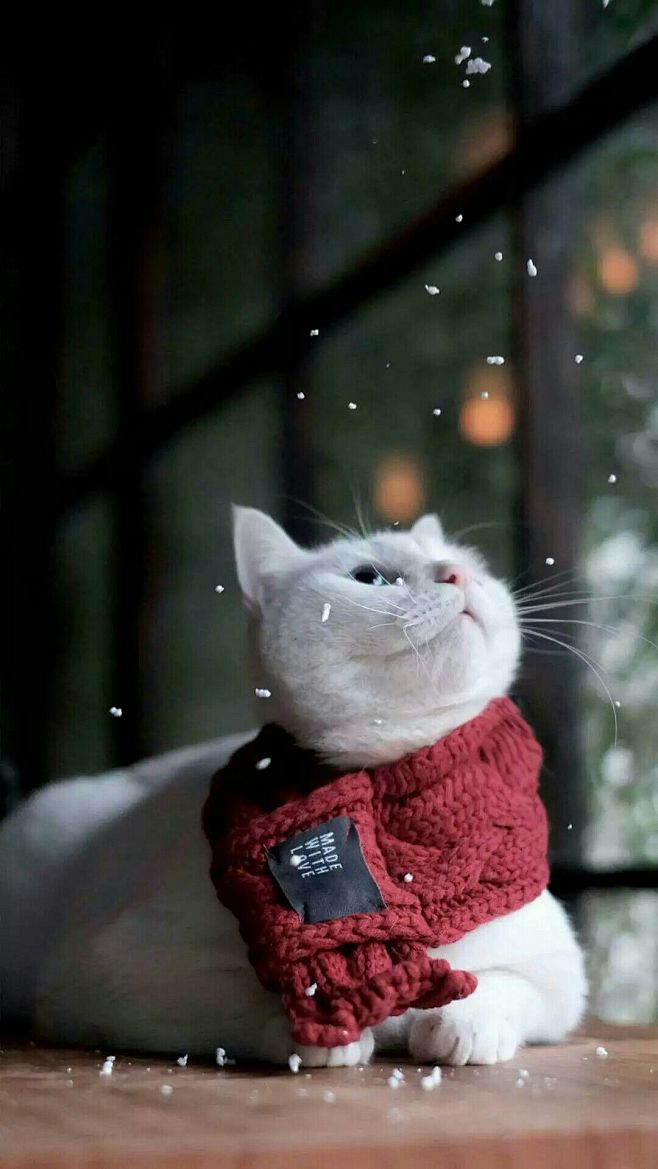 猫咪——下雪了