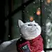 猫咪——下雪了