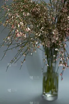 一束亮粉色的金龟子花放在玻璃花瓶里。有选择性的重点。